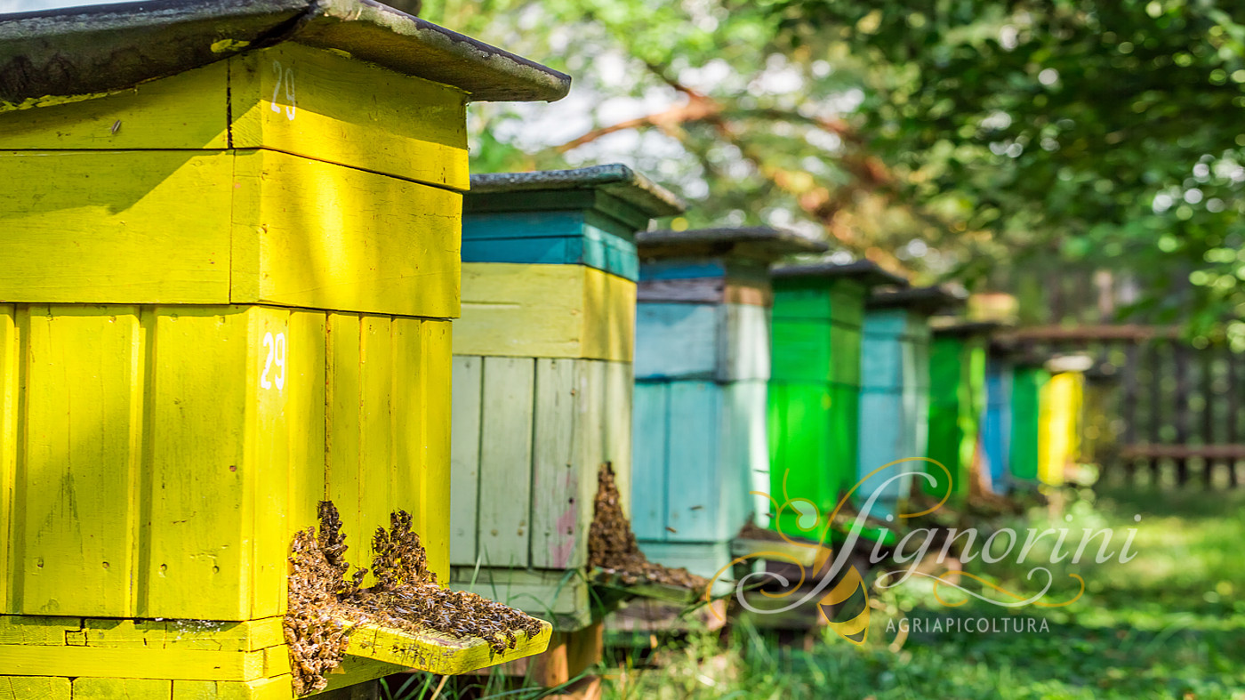 AgriApicoltura Signorini - Pisa - Toscana - Italia